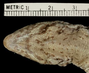 Media type: image;   Herpetology R-11948 Aspect: head ventral